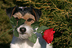 Parson Russell Terrier mit Rose