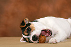 Parson Russell Terrier Welpe spielt mit Nuss