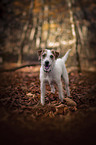 stehender Parson Russell Terrier