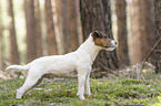 stehender Parson Russell Terrier