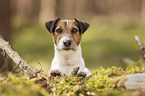 Parson Russell Terrier