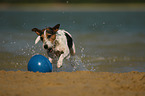 spielender Parson Russell Terrier