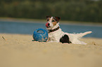 spielender Parson Russell Terrier