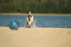 spielender Parson Russell Terrier