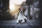 liegender Parson Russell Terrier