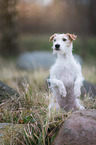 Parson Russell Terrier macht Mnnchen