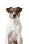 Parson Russell Terrier vor weiem Hintergrund