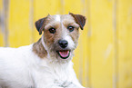 braun-weier Parson Russell Terrier