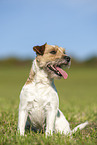 braun-weier Parson Russell Terrier