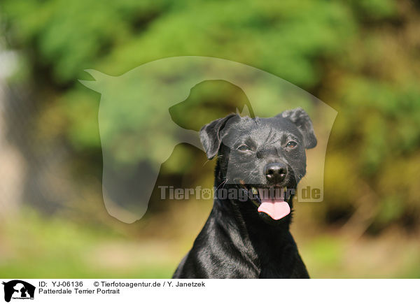Patterdale Terrier Portrait / YJ-06136