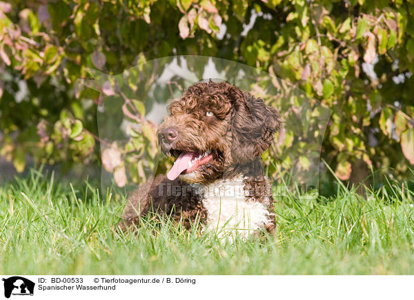 Spanischer Wasserhund / Perro de aqua espanol / BD-00533