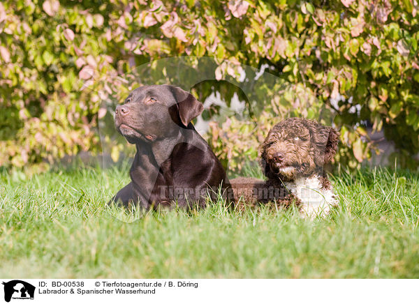 Labrador & Spanischer Wasserhund / Labrador & Perro de aqua espanol / BD-00538