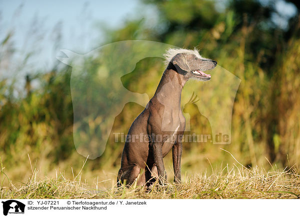 sitzender Peruanischer Nackthund / sitting Peruvian hairless dog / YJ-07221
