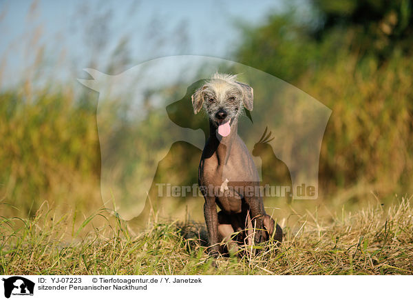 sitzender Peruanischer Nackthund / sitting Peruvian hairless dog / YJ-07223