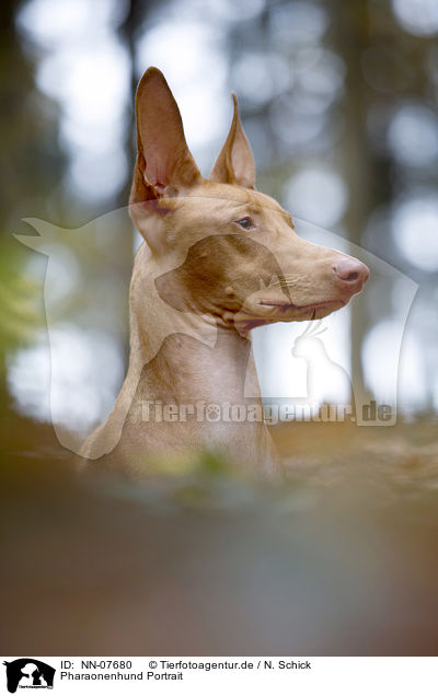 Pharaonenhund Portrait / NN-07680