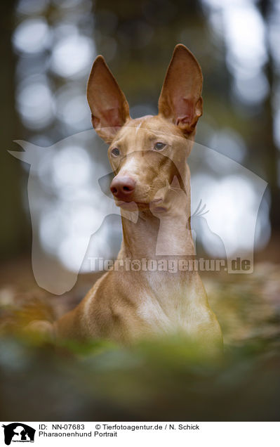 Pharaonenhund Portrait / NN-07683