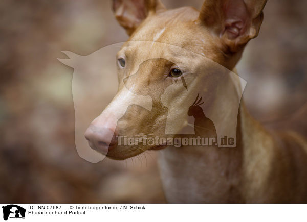 Pharaonenhund Portrait / NN-07687