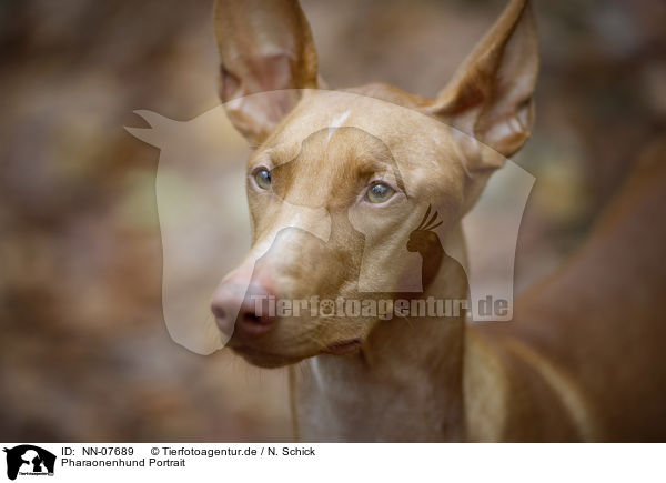 Pharaonenhund Portrait / NN-07689
