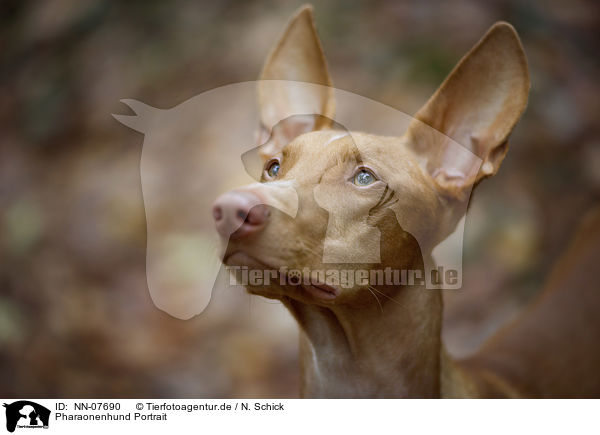 Pharaonenhund Portrait / NN-07690