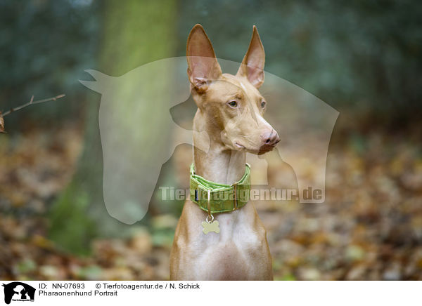 Pharaonenhund Portrait / NN-07693