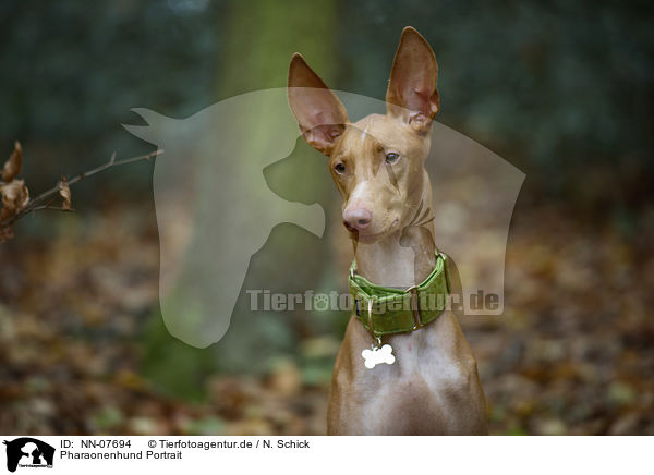 Pharaonenhund Portrait / NN-07694