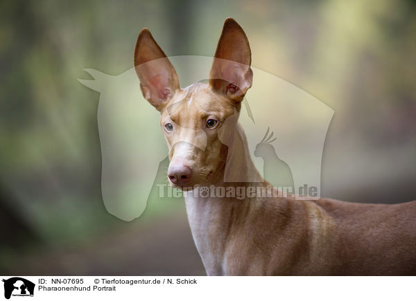 Pharaonenhund Portrait / NN-07695