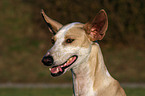 Podenco Canario Portrait