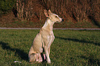 sitzender Podenco Canario