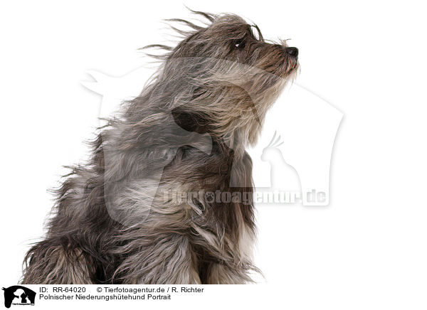 Polnischer Niederungshtehund Portrait / RR-64020