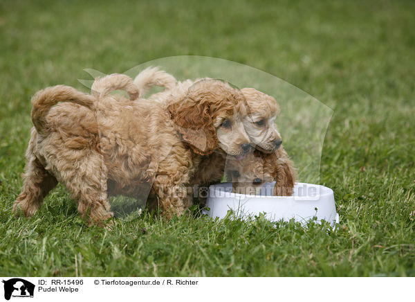 Pudel Welpe / Poodle Puppy / RR-15496