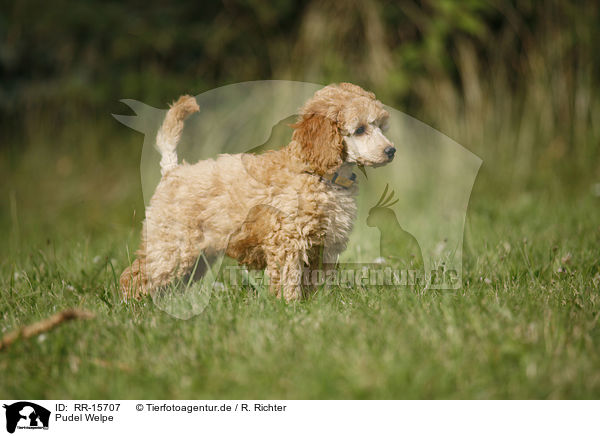 Pudel Welpe / poodle puppy / RR-15707