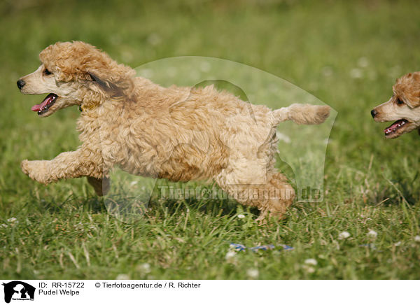 Pudel Welpe / poodle puppy / RR-15722