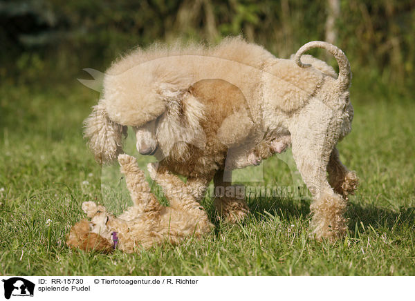 spielende Pudel / playing poodle / RR-15730