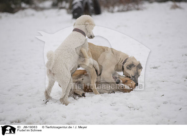 Pudel im Schnee / Poodle in snow / JM-19063