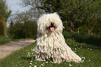 sitzender Puli