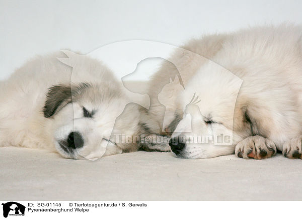 Pyrenenberghund Welpe / standing Pyrenean mountain dog puppy / SG-01145