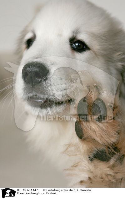 Pyrenenberghund Portrait / Pyrenean mountain dog portrait / SG-01147