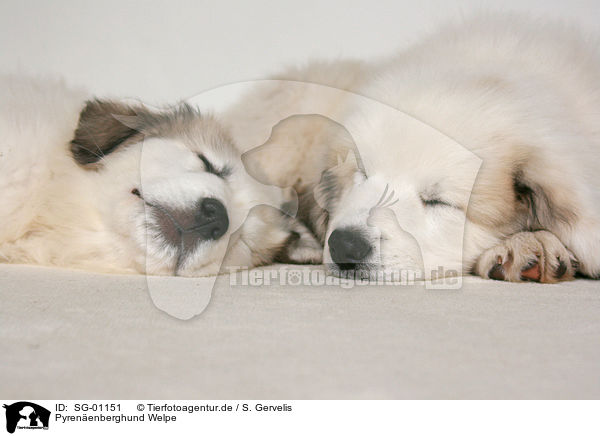 Pyrenenberghund Welpe / standing Pyrenean mountain dog puppy / SG-01151