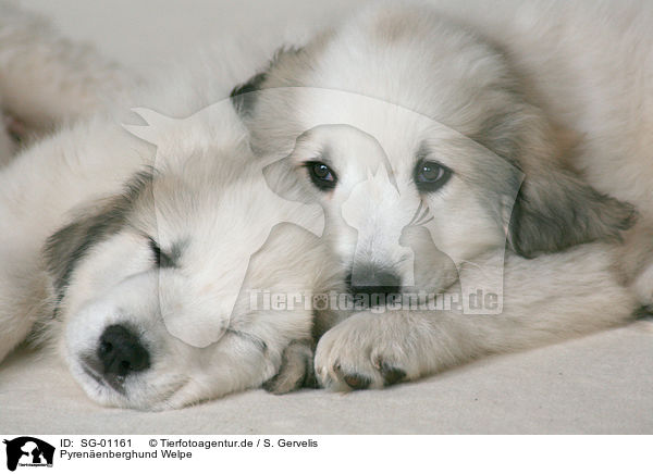 Pyrenenberghund Welpe / SG-01161