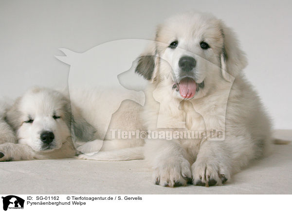 Pyrenenberghund Welpe / SG-01162