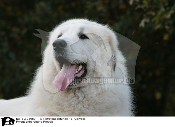 Pyrenenberghund Portrait / Pyrenean mountain dog Portrait / SG-01689