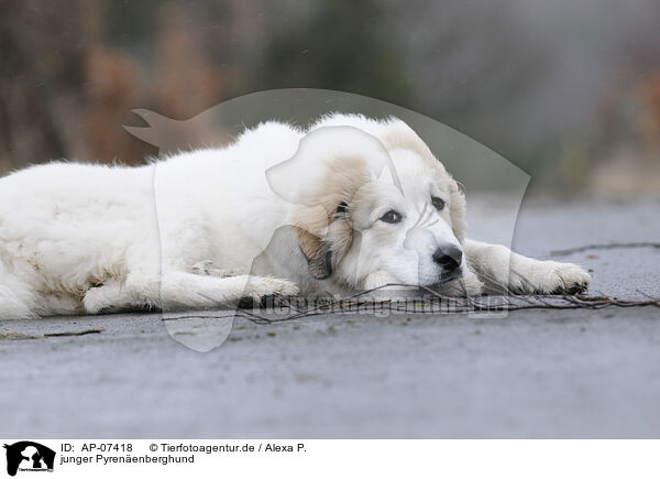 junger Pyrenenberghund / young Pyrenean mountain dog / AP-07418