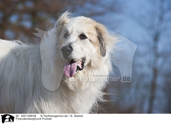 Pyrenenberghund Portrait / Great Pyrenees dog portrait / SST-09638