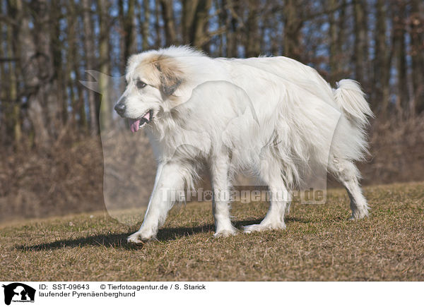 laufender Pyrenenberghund / walking Great Pyrenees dog / SST-09643