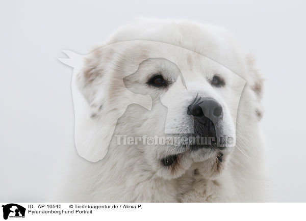 Pyrenenberghund Portrait / Great Pyrenees dog portrait / AP-10540