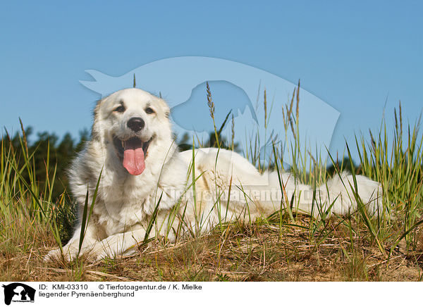 liegender Pyrenenberghund / lying Pyrenean Mountain Dog / KMI-03310