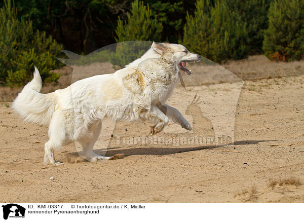 rennender Pyrenenberghund / running Pyrenean Mountain Dog / KMI-03317