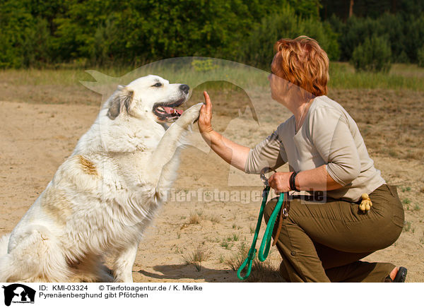 Pyrenenberghund gibt Pftchen / Pyrenean Mountain Dog shows trick / KMI-03324