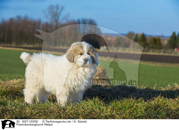 Pyrenenberghund Welpe / Pyrenean Mountain Dog Puppy / SST-15559