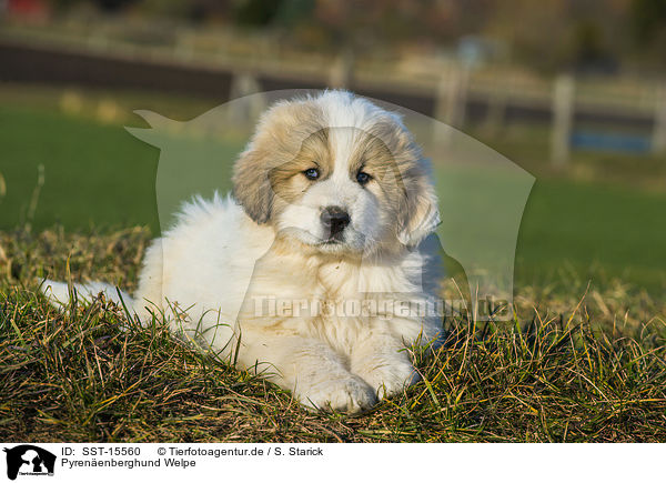Pyrenenberghund Welpe / Pyrenean Mountain Dog Puppy / SST-15560